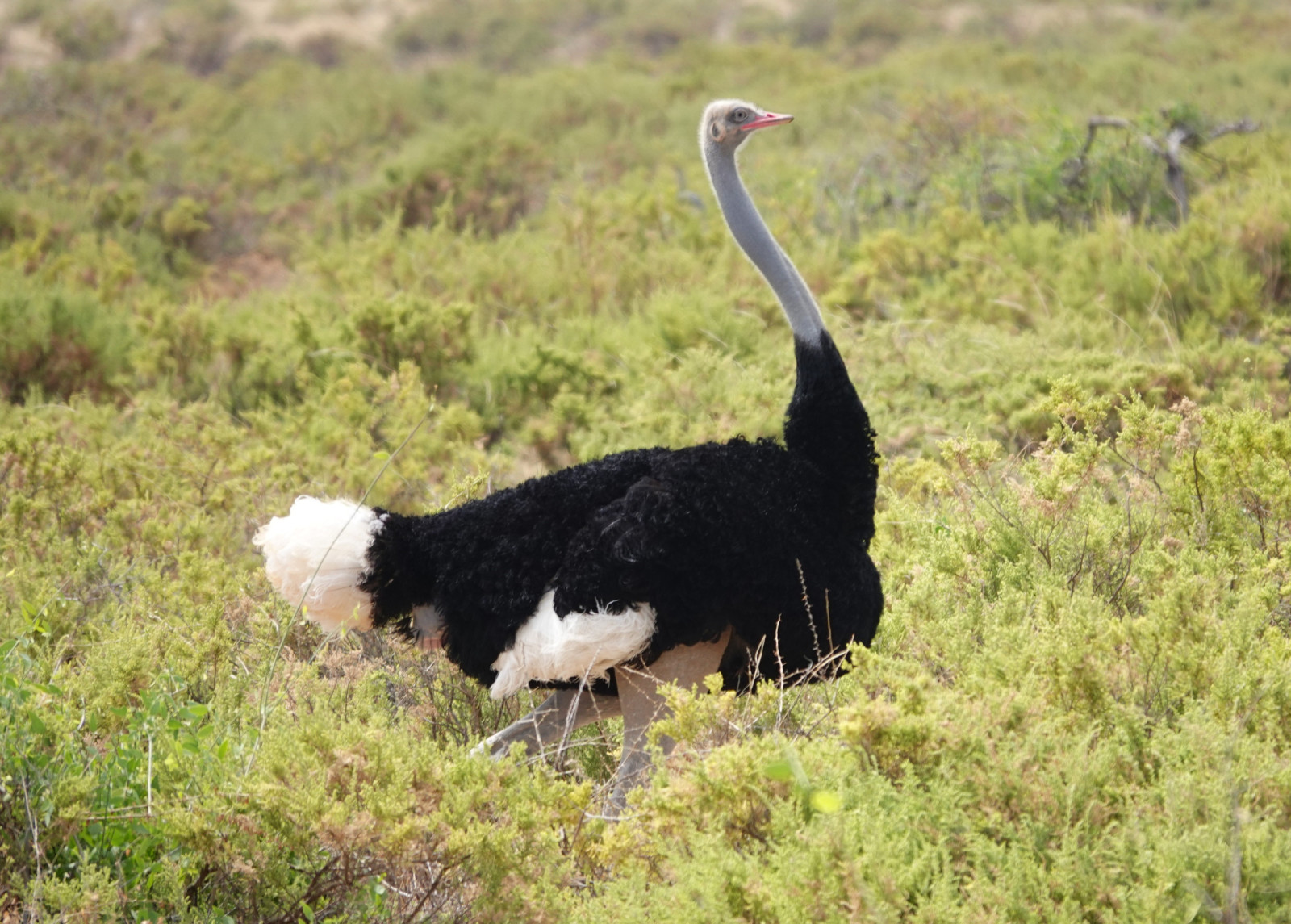 image Somali Ostrich
